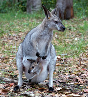 Wallaby with Young