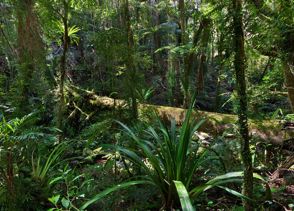 Rainforest, Toolona Creek, Lamington National Park