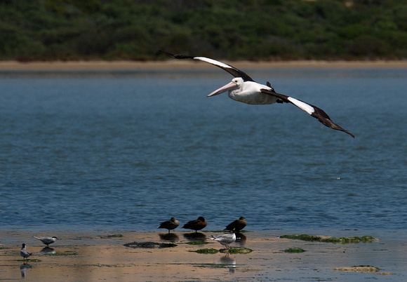 Pelican, Long Point, Coorong National Park, South Australia