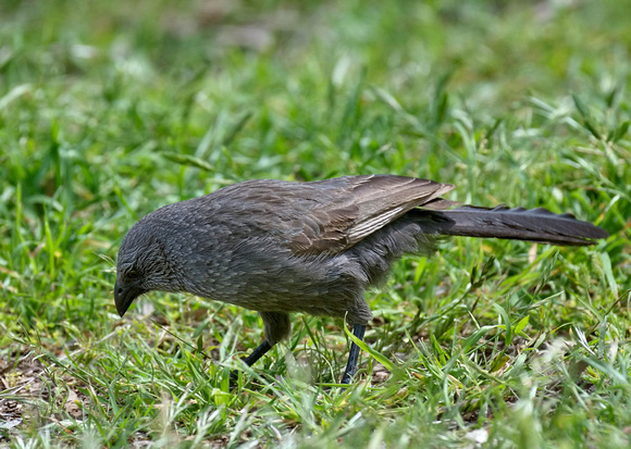 Apostle Bird, Warrumbungle National Park
