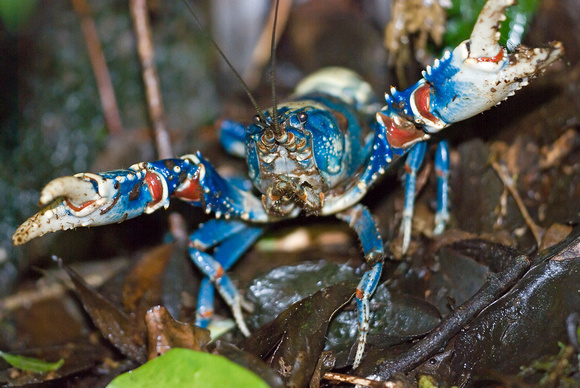 Lamington Spiny Crayfish
