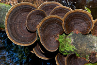 Fungi on fallen tree