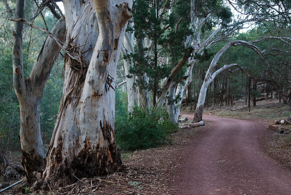 River Red Gums, Wilpena Creek, South Australia