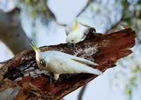 Sulphur-crested Cockatoos at Broken Tree Branch