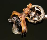 Crab Spider With Fly