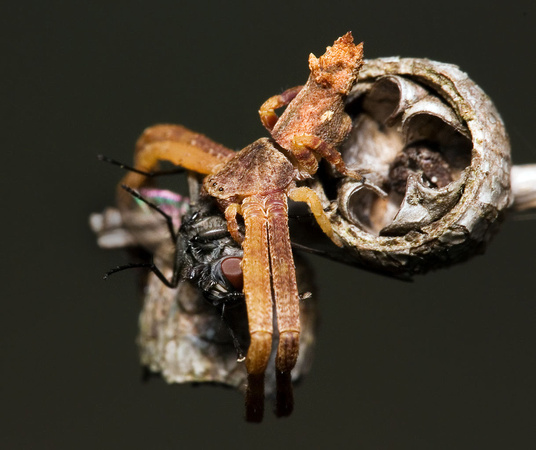 Crab Spider With Fly