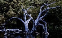 Skeletal Trees, Bool Lagoon, South Australia