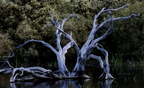 Skeletal Trees, Bool Lagoon, South Australia
