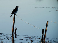 Cormorant on Fence, Tygum Lagoon