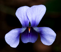 Native Violet