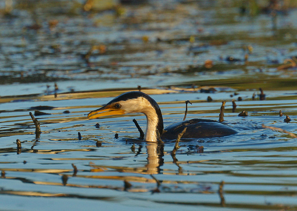 Little Pied Cormorant, Tygum Lagoon