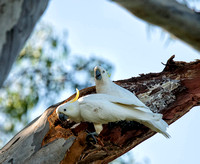 Sulphur-crested Cockatoos at Broken Tree Branch