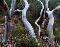 Trees near Salt Creek, South Australia