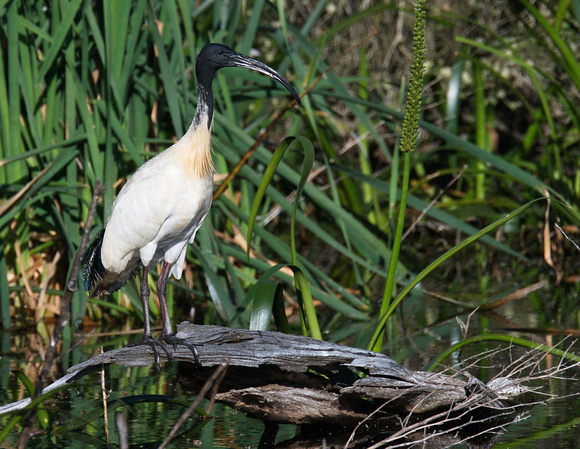 Sacred Ibis, Bool Lagoon