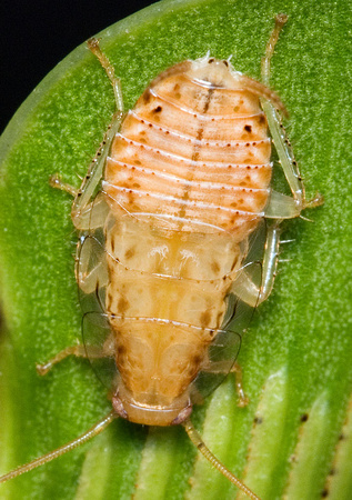 Cockroach Nymph