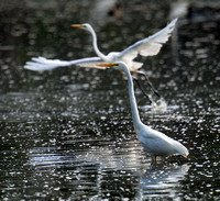 Eastern Great Egret, Eagleby Wetlands