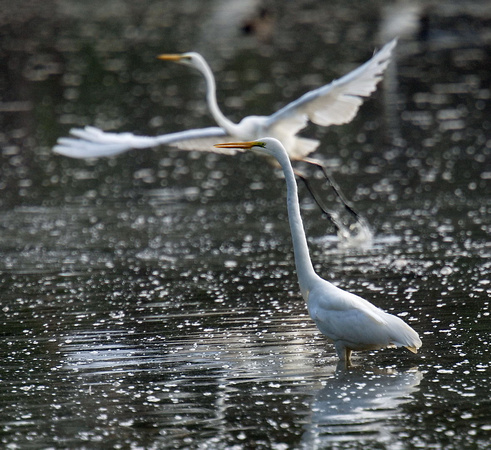Eastern Great Egret, Eagleby Wetlands