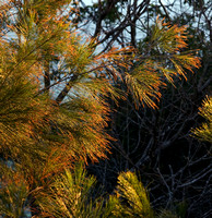 Casuarina in afternoon light