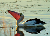 Pelican, Tygum Lagoon
