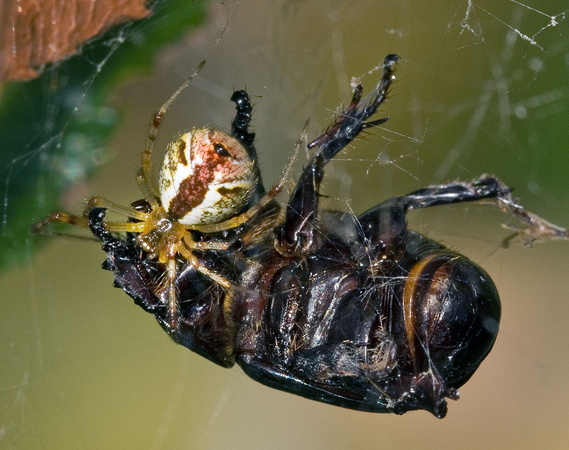 Spider with Beetle