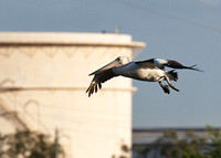 Pelican and oil tank
