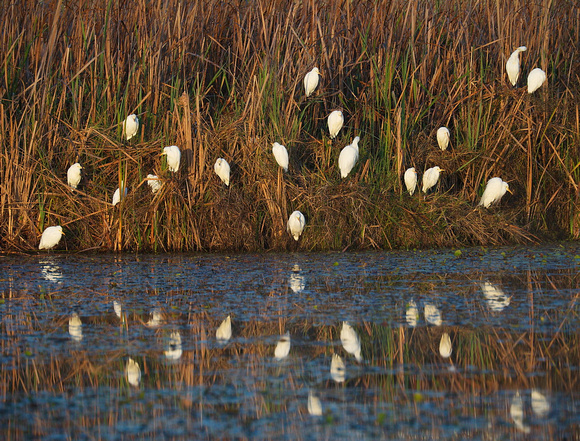 Egrets, Tygum Lagoon