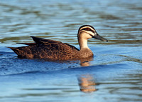 Black Duck, Tygum Lagoon