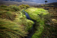 Near Overland Track, Cradle Valley