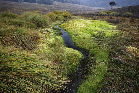 Near Overland Track, Cradle Valley