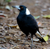 Magpie at Mary Cairncross Park, Maleny