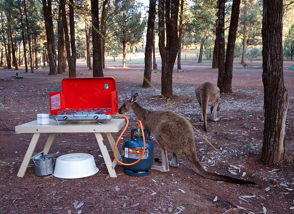Hungry Wallabies, Wilpena Pound Resort, South Australia
