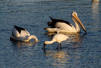 Pelicans and Spoonbill