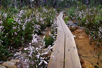 Wildflowers, Cape Hauy Walk, Tasman National Park