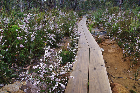 Wildflowers, Cape Hauy Walk, Tasman National Park