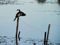 Cormorant on Fence, Tygum Lagoon