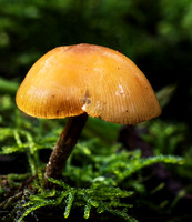 Fungi, Lamington National Park