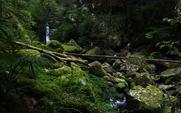 Hidden Waterfall, Toolona Creek
