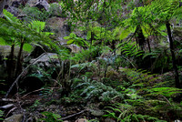 King Fern and Tree Ferns, Ward's Canyon