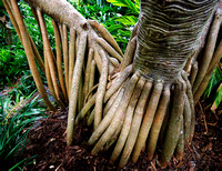 Pandanus trunk