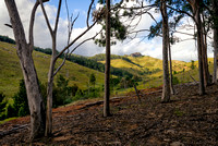 Near Yellow Pinch picnic area