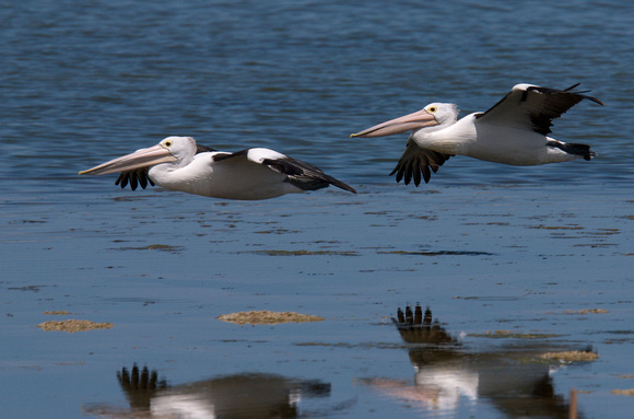 Pelicans, Long Point, Coorong National Park, South Australia