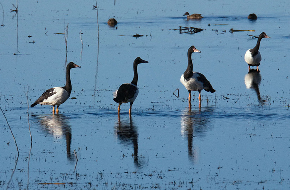 Magpie Gees, Bool Lagoon, South Australia