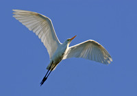 Egret, Tygum Lagoon