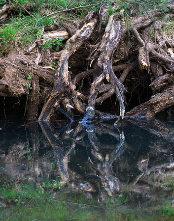 Tree Roots, Warrumbungle National Park